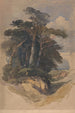 Pins sur Hampstead Heath - William James Müller — visning af kunstværket