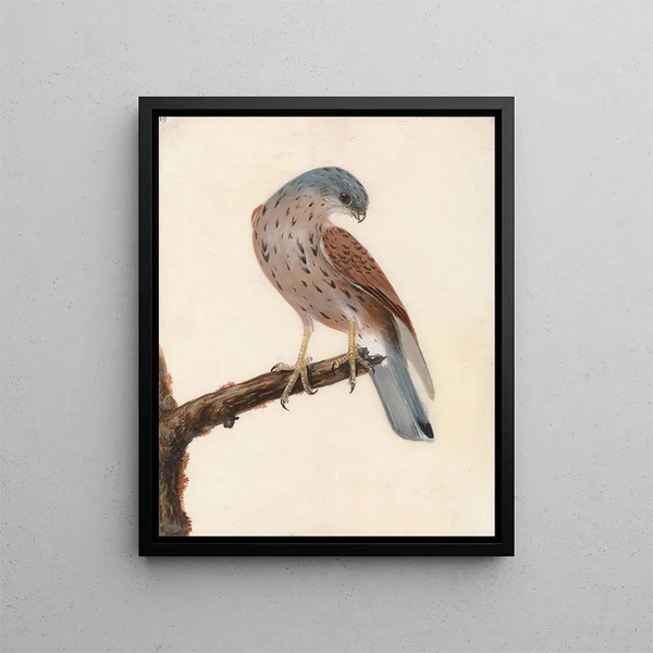 William Lewin - Falcon Hen Krestel.webp