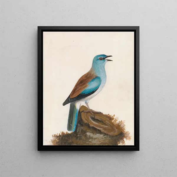 William Lewin - Garrulous Roller.webp