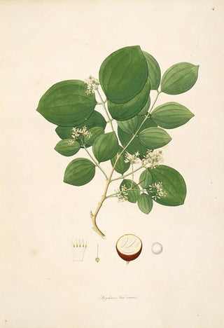 William Roxburgh - Plants of the coast of Coromandel Pl004.webp