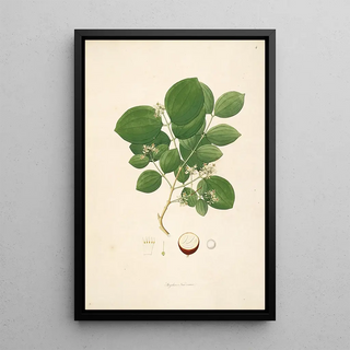 William Roxburgh - Plants of the coast of Coromandel Pl004.webp