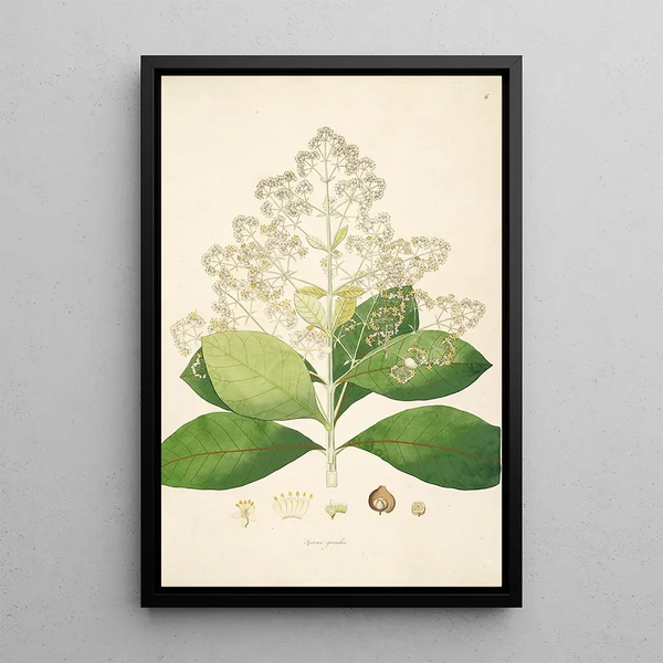 William Roxburgh - Plants of the coast of Coromandel Pl006.webp