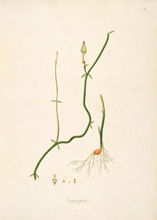William Roxburgh - Plants of the coast of Coromandel Pl010.webp