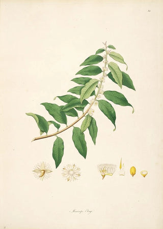 William Roxburgh - Plants of the coast of Coromandel Pl014.webp