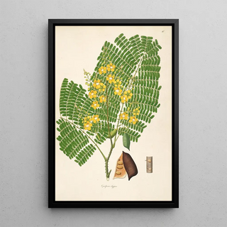 William Roxburgh - Plants of the coast of Coromandel Pl016.webp