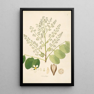 William Roxburgh - Plants of the coast of Coromandel Pl017.webp