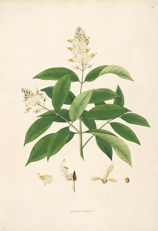 William Roxburgh - Plants of the coast of Coromandel Pl018.webp