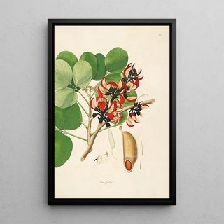 William Roxburgh - Plants of the coast of Coromandel Pl021.webp