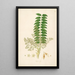 Plantes de la côte de Coromandel Pl023 - William Roxburgh — indrammet kunstværk på væggen