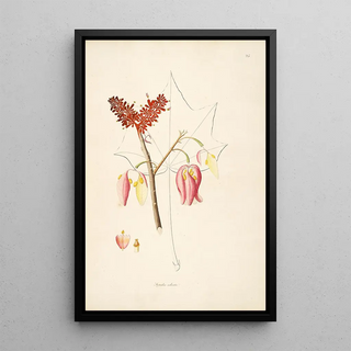 William Roxburgh - Plants of the coast of Coromandel Pl025.webp