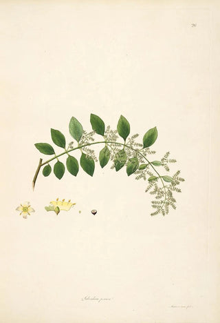 William Roxburgh - Plants of the coast of Coromandel Pl026.webp
