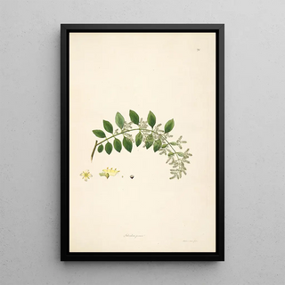 William Roxburgh - Plants of the coast of Coromandel Pl026.webp