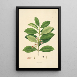 William Roxburgh - Plants of the coast of Coromandel Pl027.webp