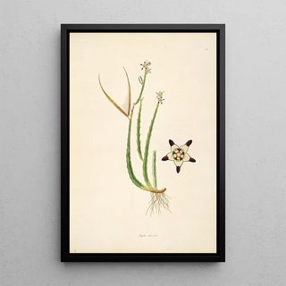 William Roxburgh - Plants of the coast of Coromandel Pl030.webp