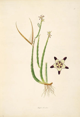 William Roxburgh - Plants of the coast of Coromandel Pl030.webp