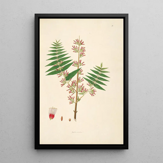 William Roxburgh - Plants of the coast of Coromandel Pl031.webp