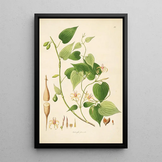 William Roxburgh - Plants of the coast of Coromandel Pl032.webp