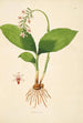 Planter fra Coromandel-kysten Pl040 - William Roxburgh — visning af kunstværket