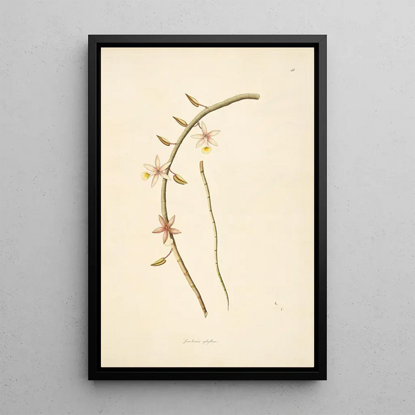 William Roxburgh - Plants of the coast of Coromandel Pl041.webp