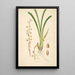 Plantes de la côte de Coromandel Pl044 - William Roxburgh — indrammet kunstværk på væggen