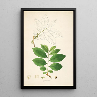 William Roxburgh - Plants of the coast of Coromandel Pl047.webp