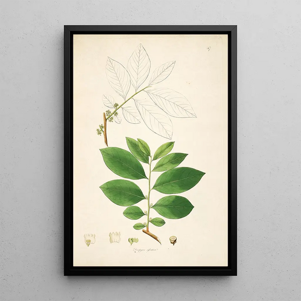 William Roxburgh - Plants of the coast of Coromandel Pl047.webp