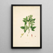 Plantes de la côte de Coromandel Pl061 - William Roxburgh — indrammet kunstværk på væggen