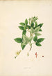 Plantes de la côte de Coromandel Pl061 - William Roxburgh — visning af kunstværket