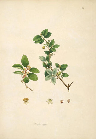 William Roxburgh - Plants of the coast of Coromandel Pl069.webp