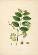 Planter fra Coromandel-kysten Pl078 - William Roxburgh — visning af kunstværket