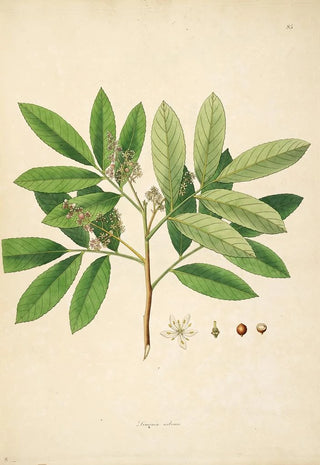 William Roxburgh - Plants of the coast of Coromandel Pl085.webp