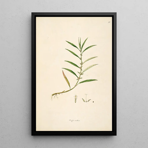 William Roxburgh - Plants of the coast of Coromandel Pl093.webp