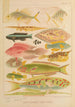 Great Barrier Reef Fish II - William Saville-Kent — visning af kunstværket