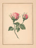 rosenblomster på stilk med blade - William Wood Thackara — visning af kunstværket