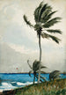 Palmier i Nassau - Winslow Homer — visning af kunstværket