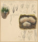 Xylaria hypoxylon Pterula multifida - Hans Walty — visning af kunstværket