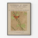 Vintage plakat med kardinalfugl – Handbook of Birds of Eastern North America