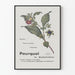 Vintage botanisk plakat Bellafoline - Naturlig vægdekoration
