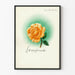 Dekorativ plakat Lebensfreude med orange rose og grøn halo Artem Legrand