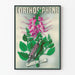Vintage plakat L'Orthosiphène botanisk vægdekoration
