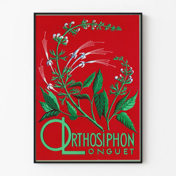 Botanisk plakat Orthosiphon Longuet - Vintage natur vægdekoration