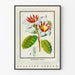 Vintage botanisk plakat med blomst Strophanthus gratus Ouabaïne Arnaud