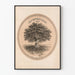 Vintage plakat Historisk træ The Century Plant 1876