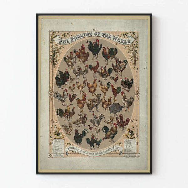 the-poultry-of-the-world-portraits-of-all-known-valuable-breeds-of-fowls