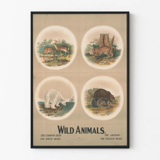 wild-animals-2